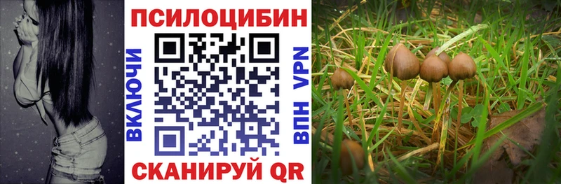 Купить где  Новотроицк  Псилоцибиновые грибы Cubensis 